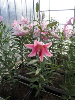 [1800 Lido 2N No02.JPG]